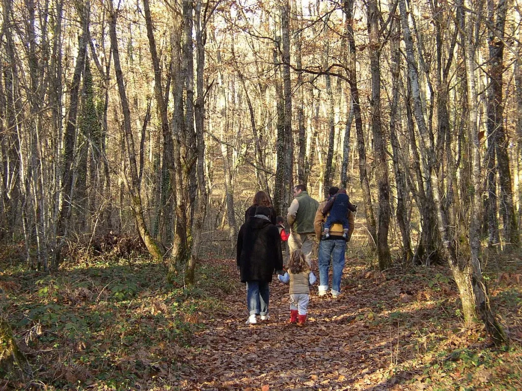 Randonnée en sous-bois
