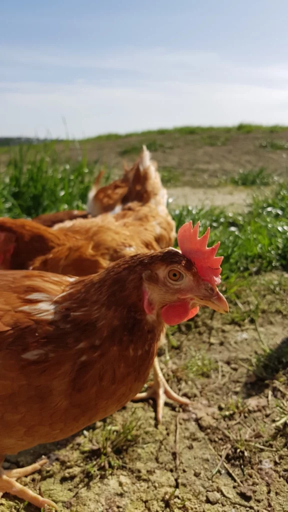 Les œufs bio de Cherblanc