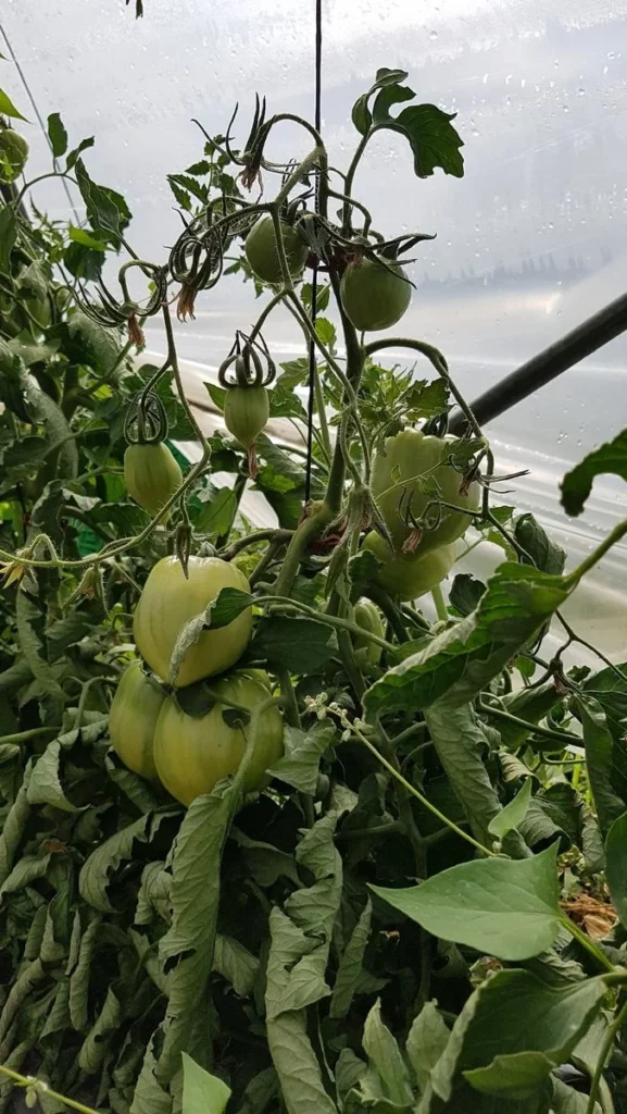 Les tomates